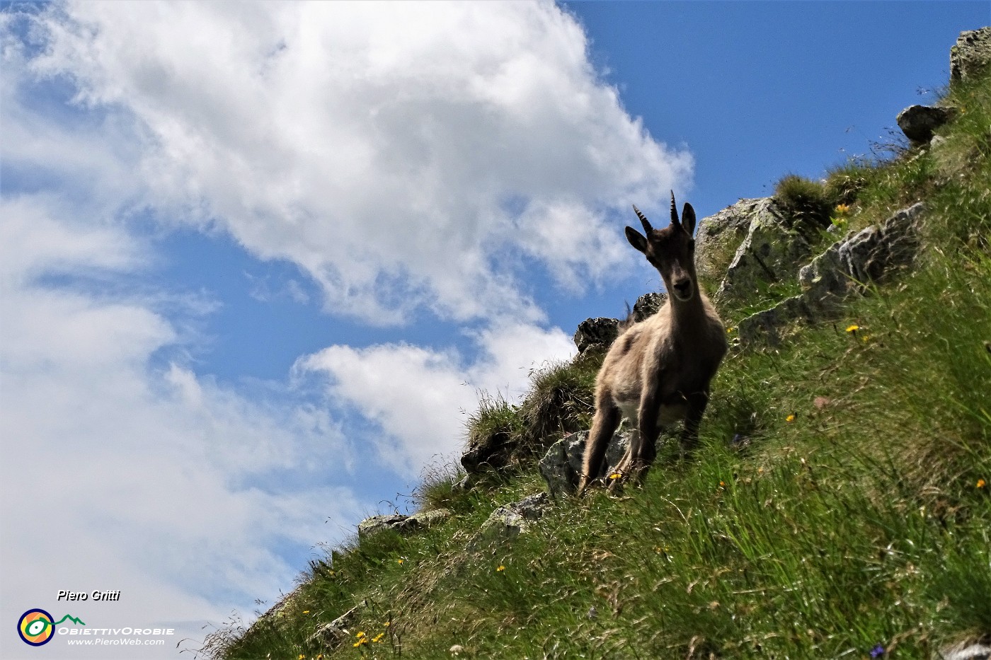 74 Scendo in compagnia degli stambecchi !.JPG